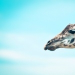 Giraffe pic