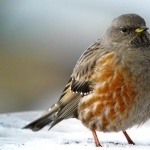 Accentor new wallpapers