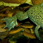 African Clawed Frog widescreen