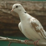 African Collared Dove new photos