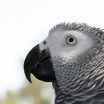 African Grey Parrot cute