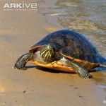 Alabama Red-bellied Turtle high definition wallpapers