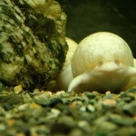 Albino African Clawed Frog pics