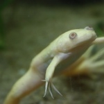 Albino Aquatic Frog widescreen
