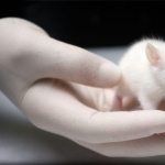 Albino Mouse wallpapers hd