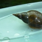 Aquatic Snail high definition photo