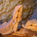 Bearded Dragon images