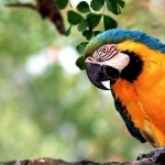 Blue-and-yellow Macaw hd photos