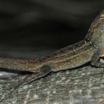 Brown Anole new wallpapers