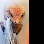 Crested Gecko image