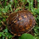 Eastern Box Turtle high quality wallpapers