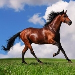 Horse wallpaper