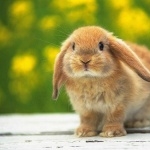 Mini Lop Rabbit images