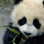 Panda cute