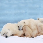 Polar Bears background