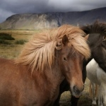 Pony cute