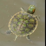 Red-eared Slider Turtle wallpapers hd