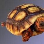 Red-footed Tortoise new wallpaper