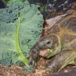 Russian Tortoise new wallpapers
