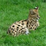Serval high definition wallpapers