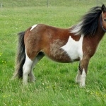 Shetland Pony photo