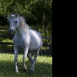 Welsh Pony new photos