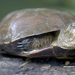 Western Pond Turtle hd pics