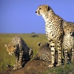 Cheetah wallpapers for desktop