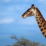 Giraffe full hd