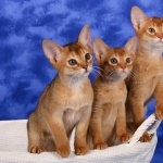 Abyssinian new wallpapers