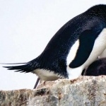 Adelie Penguin photos