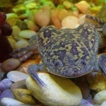 African Clawed Frog photos