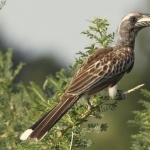 African Grey Hornbill high definition photo