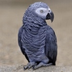 African Grey Parrot images