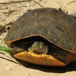 Alabama Red-bellied Turtle free