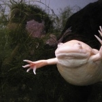 Albino African Clawed Frog funny