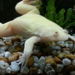 Albino Aquatic Frog hd pics