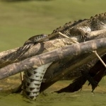 American Crocodile pic