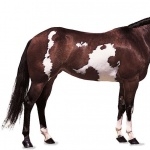 American Paint Horse image