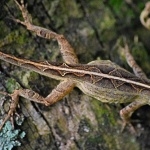 Anole high definition photo