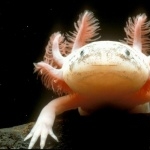 Axolotl full hd