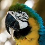 Blue-and-yellow Macaw pic