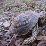 Box Turtle breed