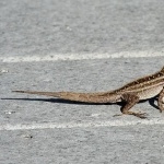Brown Anole new photos