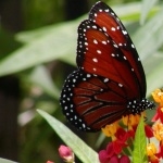 Butterflies widescreen