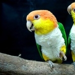Caique high quality wallpapers