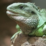 Chinese Water Dragon pic