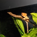 Crested Gecko hd pics