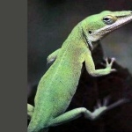 Green Anole high definition photo