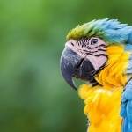 Macaw images